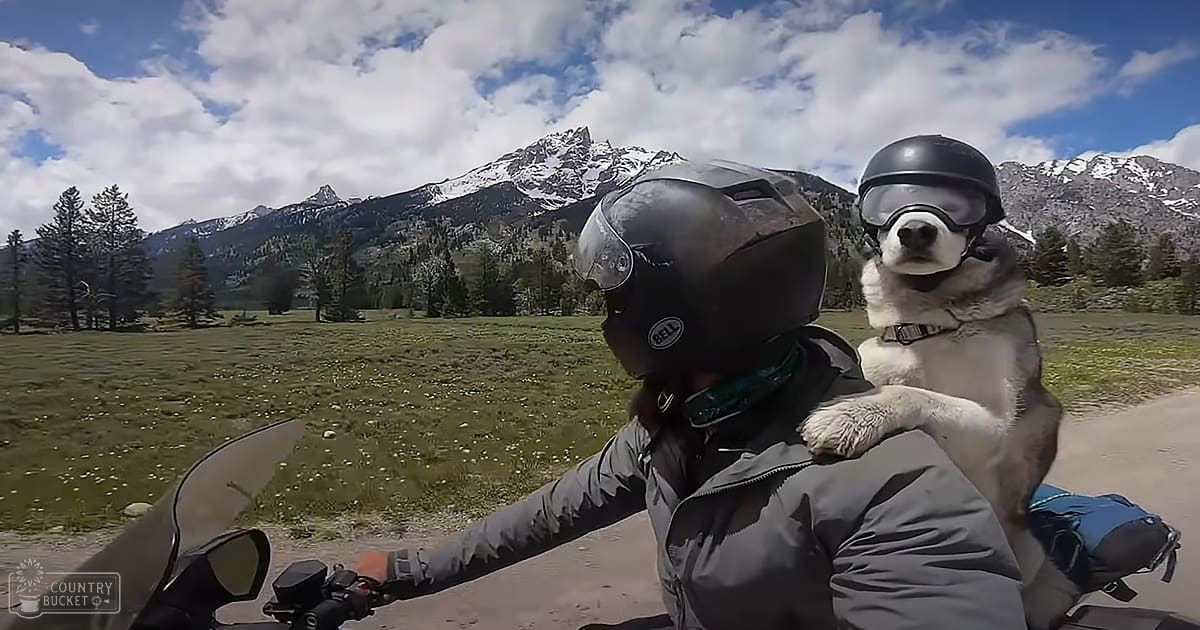An adult female motorcyclist riding a motorcycle with an Alaskan Malamute dog in the sidecar through a mountainous area, partly cloudy blue sky and snow-capped peaks in background.