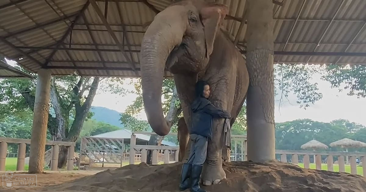 An adult female wearing a blue outfit interacts with an Asian elephant in a sanctuary or zoo, surrounded by greenery and clear sky during spring or summer.