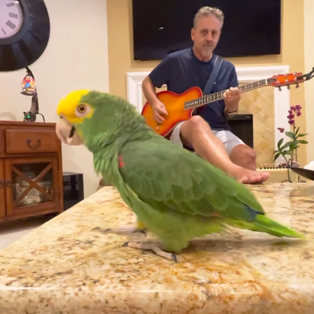 An adult male singer plays a guitar indoors, surrounded by home decor and a green parrot perched nearby.
