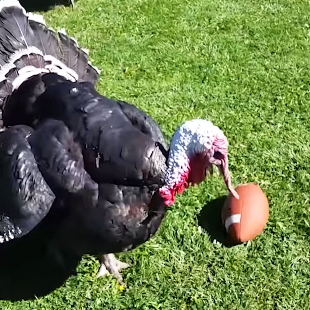 A turkey with dark feathers and a red wattle standing on grass next to a football in an outdoor setting under natural daylight.