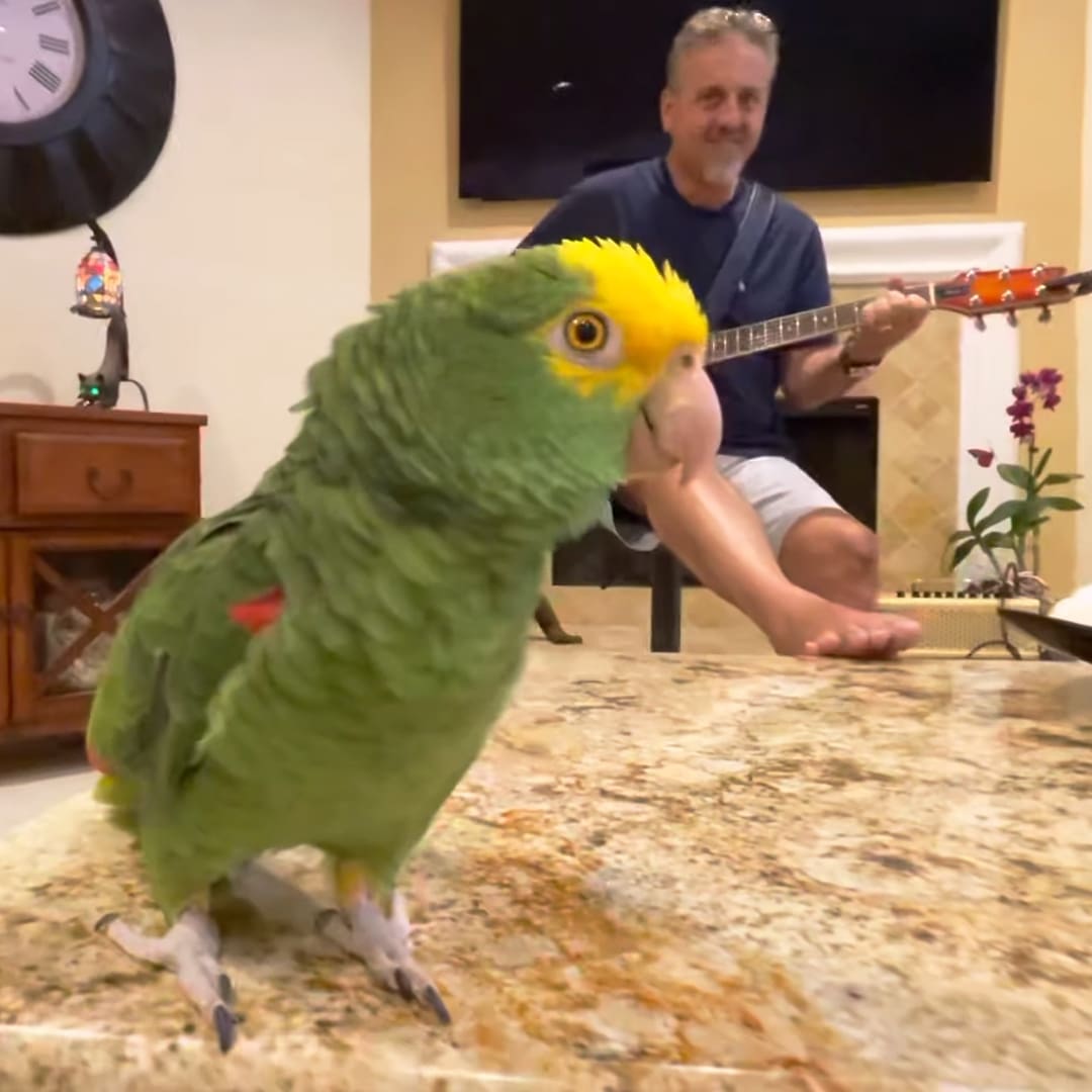 An adult male singer wearing a blue t-shirt and white shorts, playing a guitar indoors in a home setting with an Amazon parrot perched nearby.