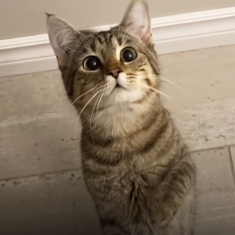 A tabby cat with distinct stripes and markings indoors under neutral lighting.