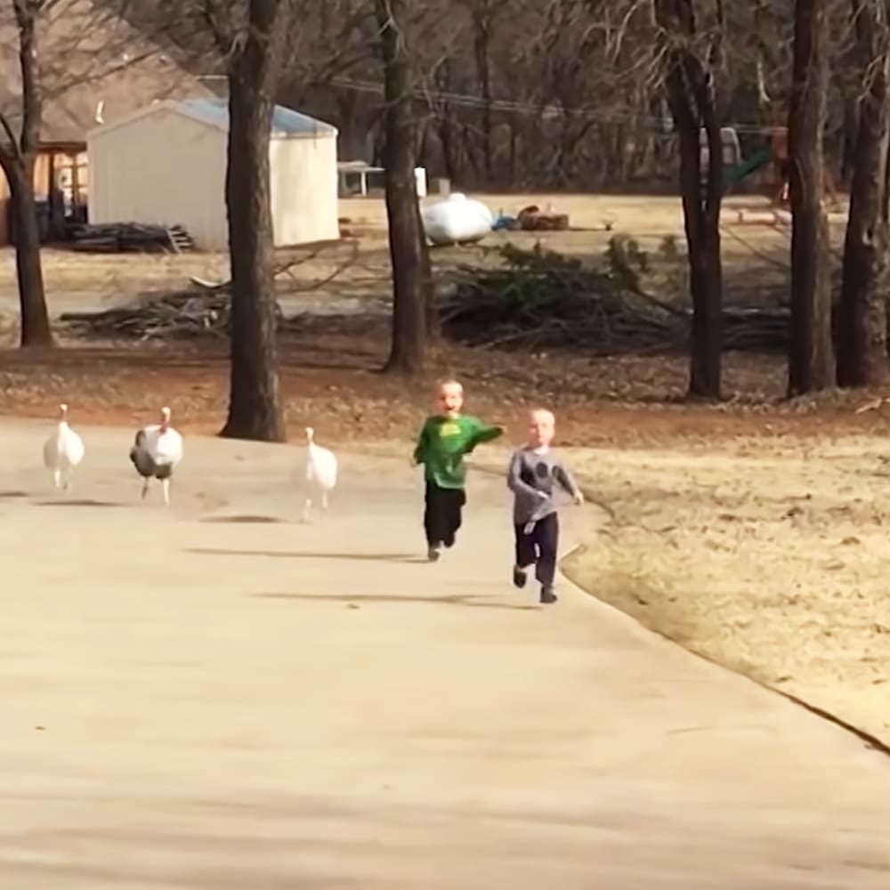 Two children run down a paved path in a rural area, surrounded by wild turkeys and farm equipment under natural daylight.