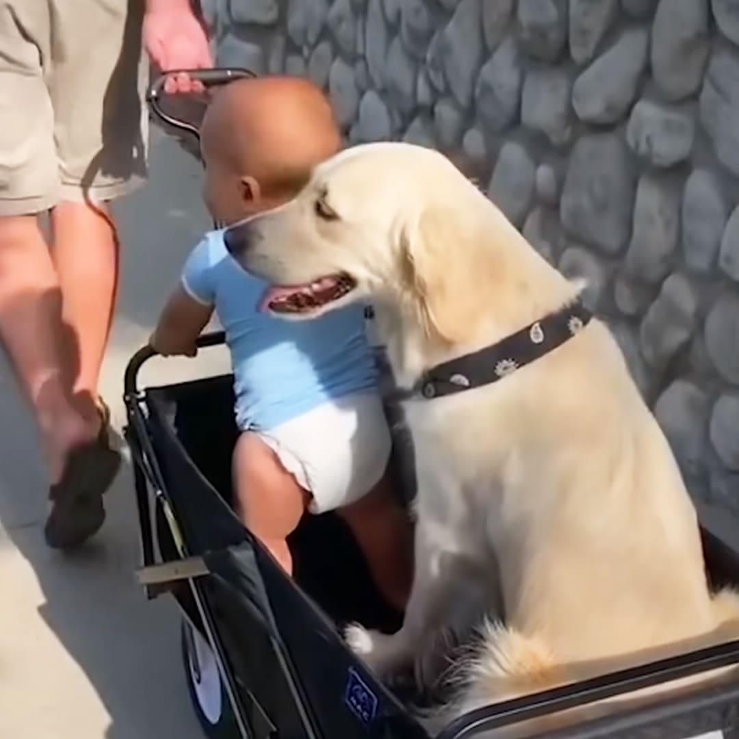 A baby in a stroller with a dog beside it, outdoors on a stone wall background.