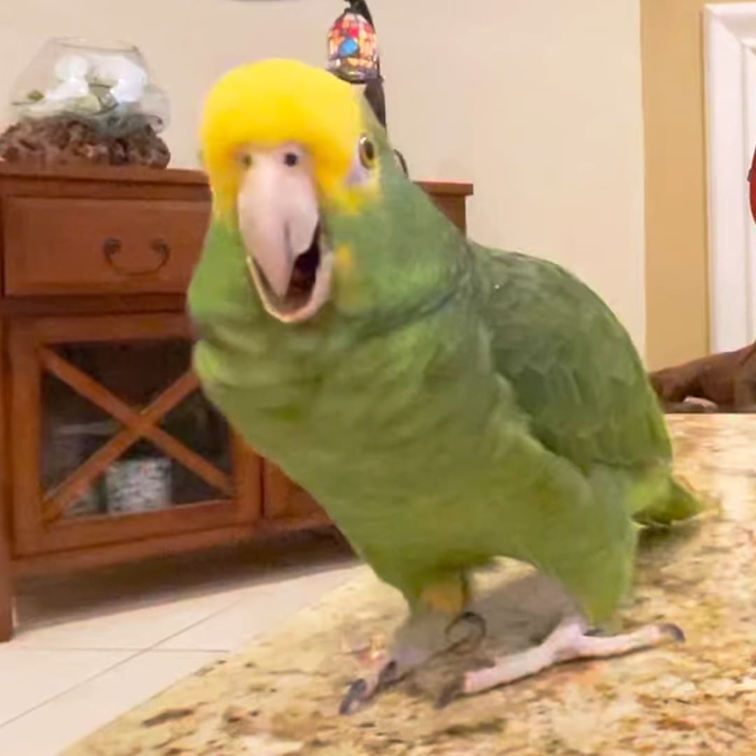 A parrot with green feathers and a yellow head perches on a granite countertop indoors, surrounded by wooden furniture and plants.