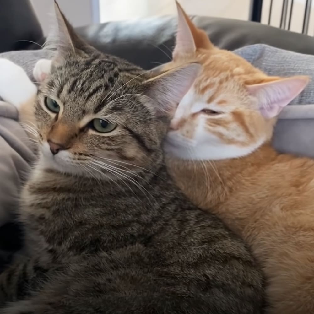 Two adult tabby cats, one orange tabby cat, indoors with soft daylight lighting.