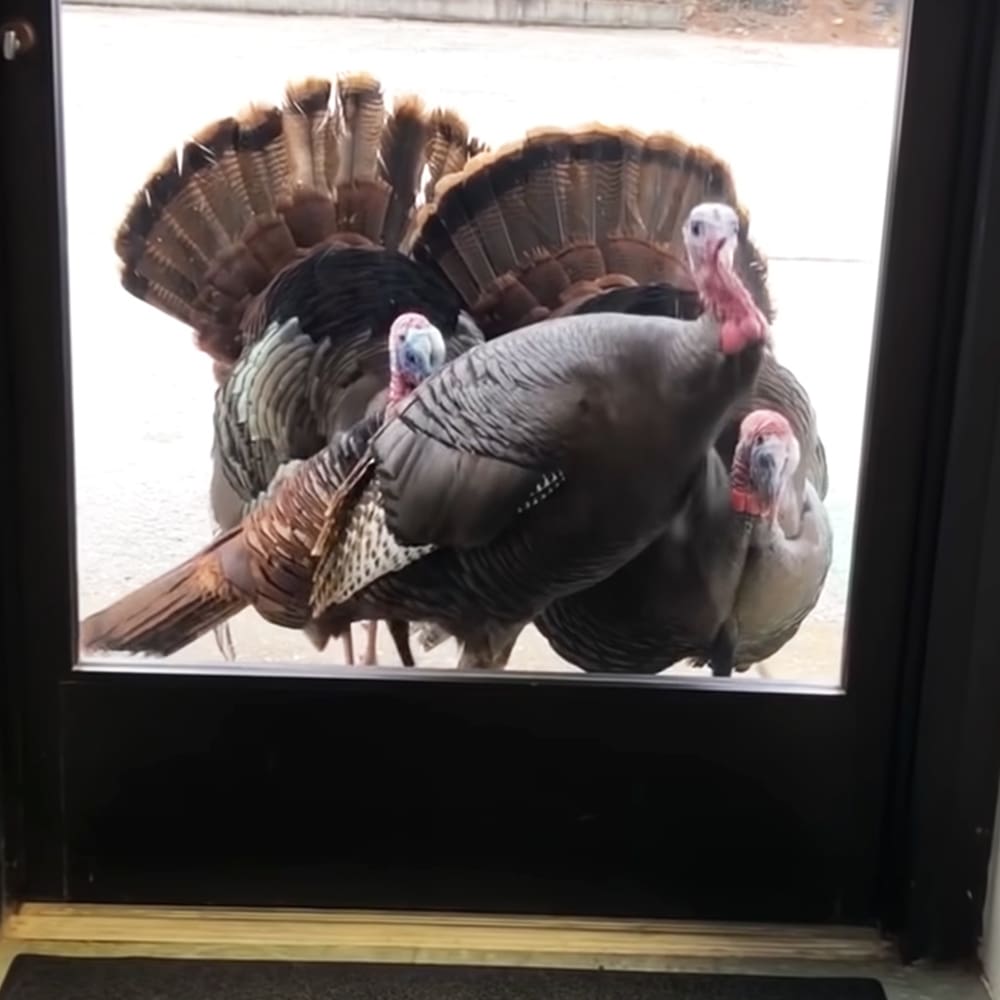 Adult-sized turkeys with vibrant plumage displaying shades of brown, black, white, and red outside a door on a concrete surface during daytime.