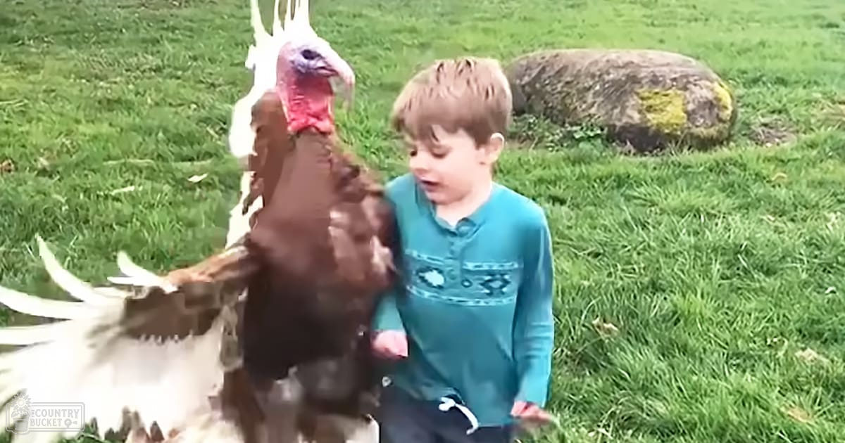 A young child interacts with a turkey in an outdoor grassy area during spring or summer.