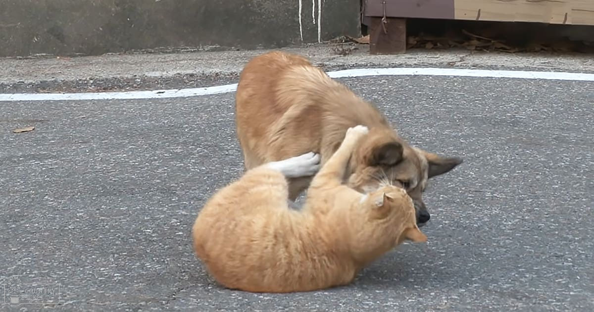 A tabby cat and a light brown and tan mixed-breed dog interacting on an asphalt street with a concrete wall in the background.