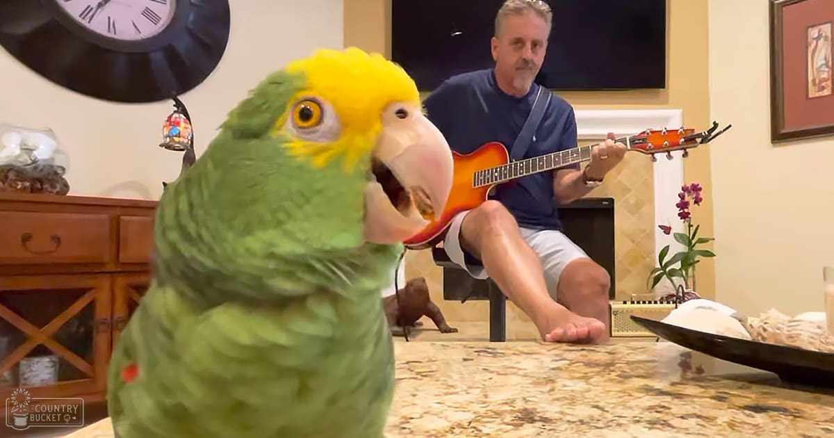 A middle-aged man indoors with a green Amazon parrot in a home setting with wooden furniture and indoor lighting.