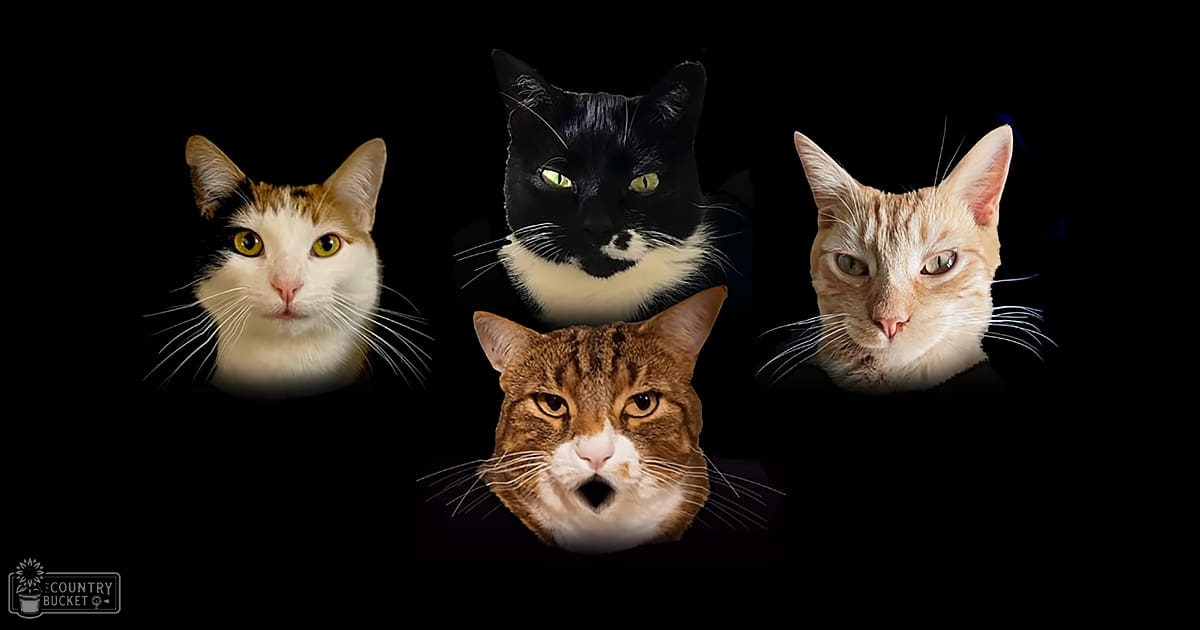 A digital collage with four adult tabby cats with different coat patterns against a dark background.