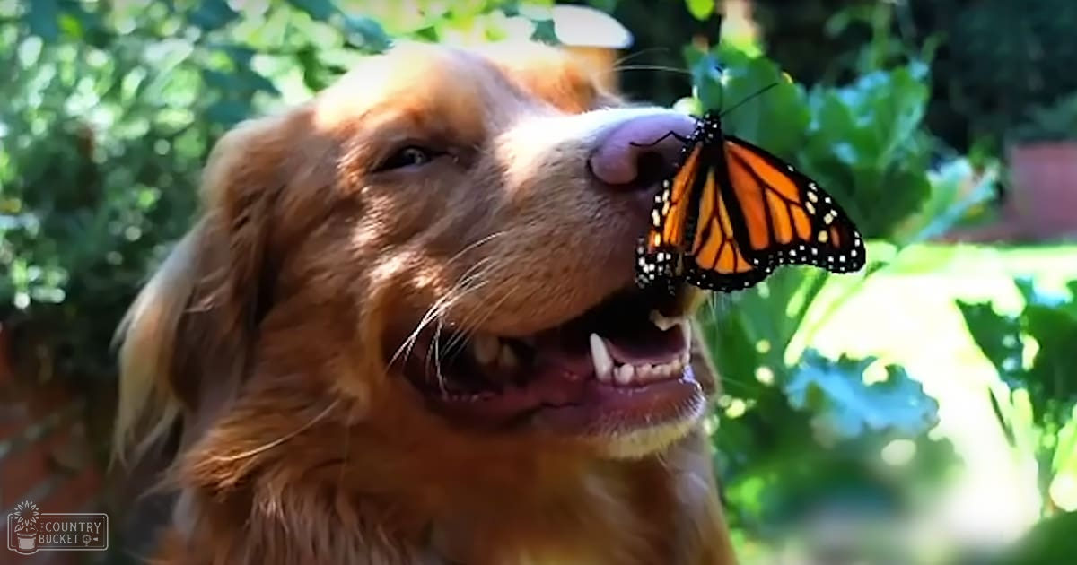 A golden retriever with a butterfly resting on its nose in an outdoor garden setting with lush greenery and bright sunlight.