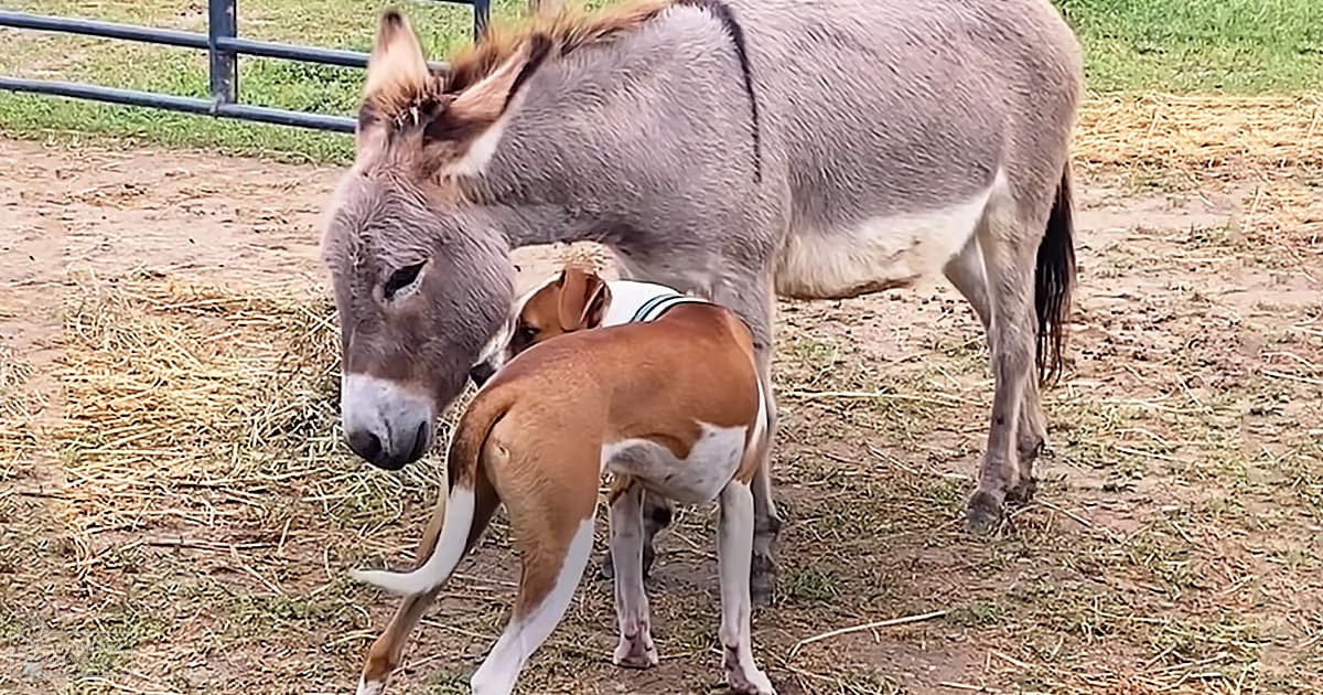 Adult donkey with white markings, small puppy dog wearing a collar or harness in an outdoor farm setting during spring or summer midday light.