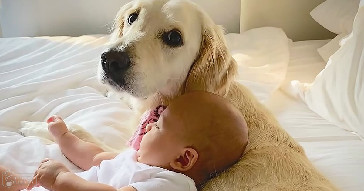 A baby in a white onesie lies on a light golden-furred adult Golden Retriever dog in a bedroom with natural daylight streaming through an unseen window.