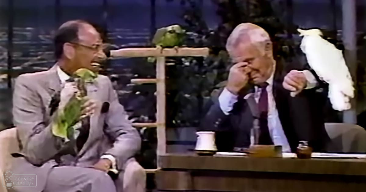 Two adults interact humorously on a talk show set with a nighttime cityscape backdrop; an adult male holds a green Amazon parrot, another older adult has a white Moluccan cockatoo perched on his shoulder.