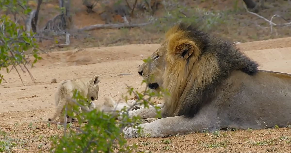 An adult male lion with a full mane resting in a savanna setting alongside its cub under natural daylight.