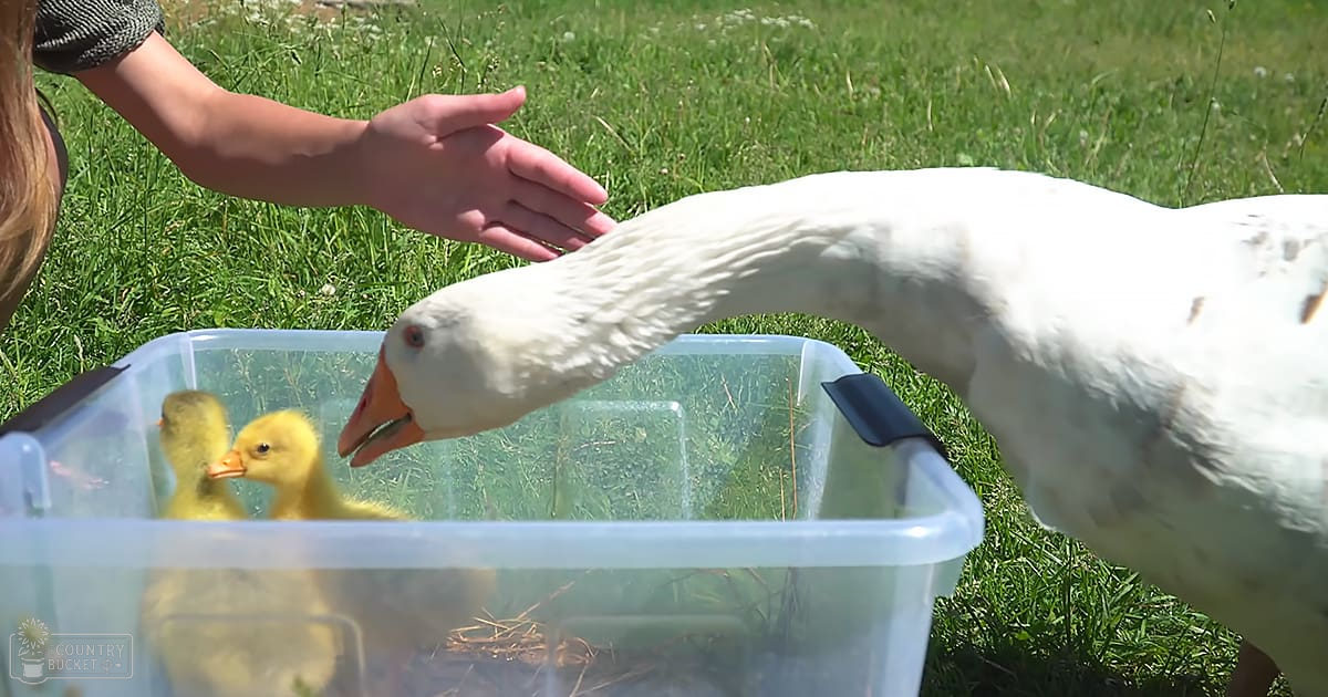 A domestic white goose and its young yellow goslings in a clear plastic container, held by an adult male's hand over a grassy field with wildflowers under clear daylight.
