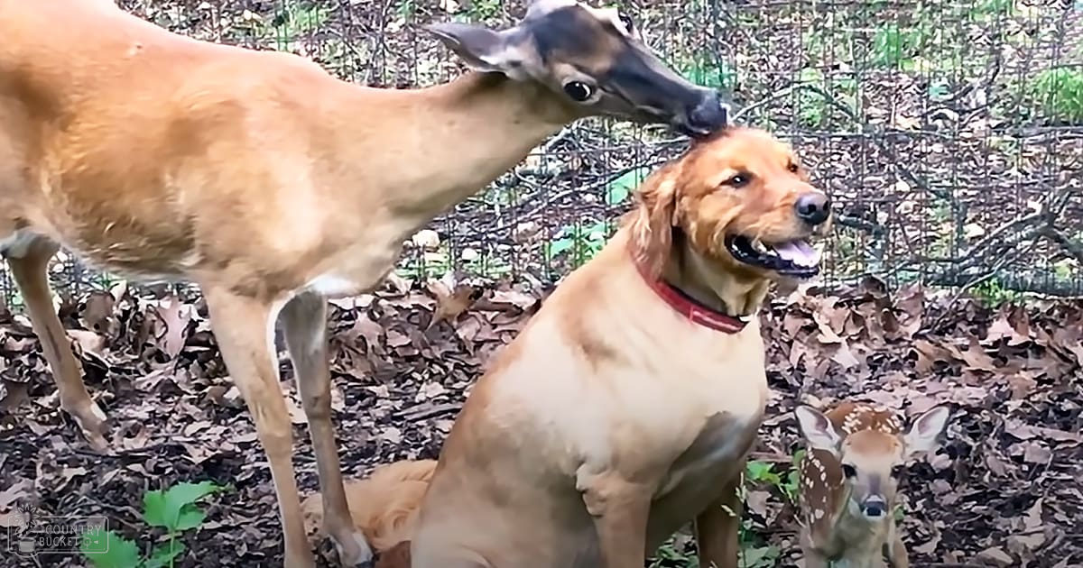 A golden retriever wearing a red collar interacts with adult and juvenile deer in an outdoor setting with fallen leaves suggesting autumn.