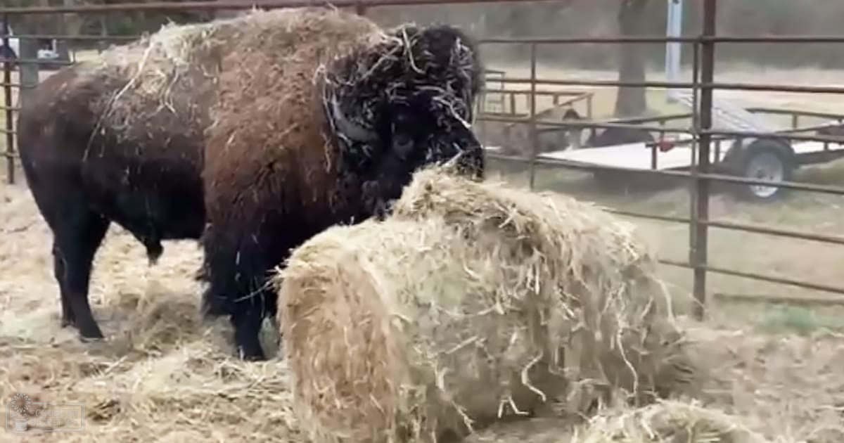 A bison with dark brown fur and horns stands amidst fencing, hay scattered around, under a daytime sky.