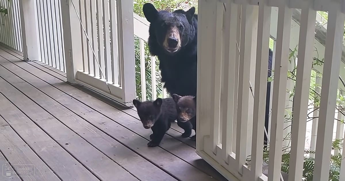 A mother bear with two cubs on an outdoor porch surrounded by lush greenery during spring or summer, under bright daytime sunlight.