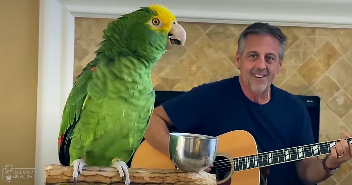 A green parrot with yellow head markings and white feet perched on a wooden stool indoors near a kitchen counter.