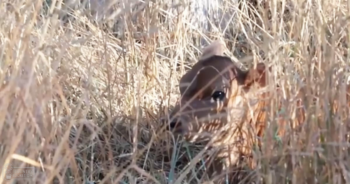 A deer with brown fur and white markings stands amidst dry, beige grasses under daytime light.