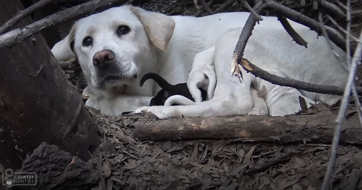 A white adult Labrador Retriever with black markings lies in a natural outdoor setting during daytime, surrounded by branches and dried leaves.
