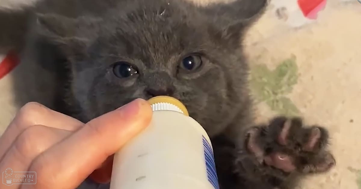 A young gray kitten, likely a British Shorthair breed, sits indoors on a light-colored surface near a hand holding a bottle with a white label.