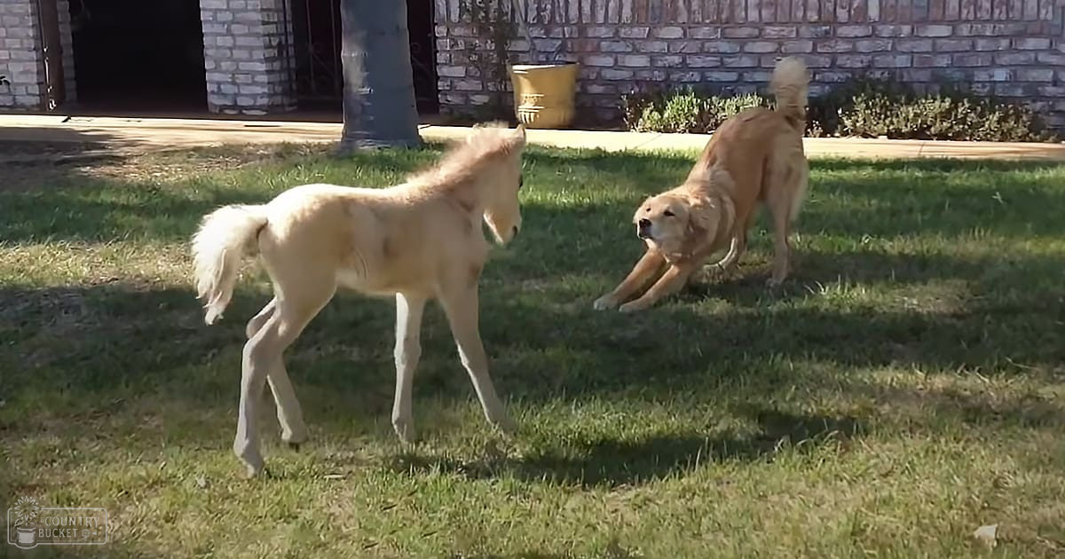 A small horse-like animal (possibly a foal) and a golden retriever dog in an outdoor residential backyard at late afternoon or early evening.