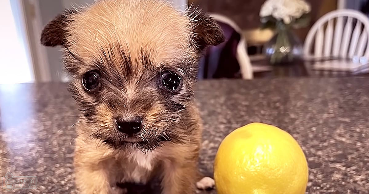 A small light brown puppy with darker markings, likely a Yorkshire Terrier, stands indoors near white chairs and a dining table. Natural lighting suggests daytime in a home setting.