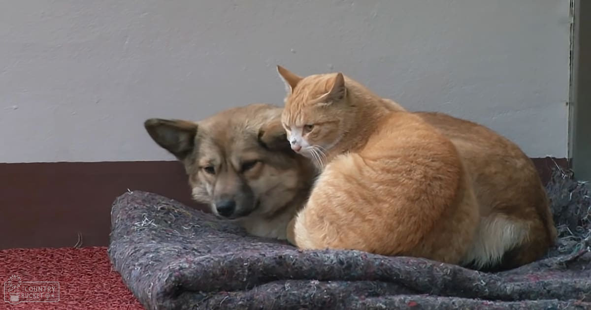 An adult Corgi with light brown fur and an adult tabby cat, orange and white in color, resting together indoors on a gray blanket.