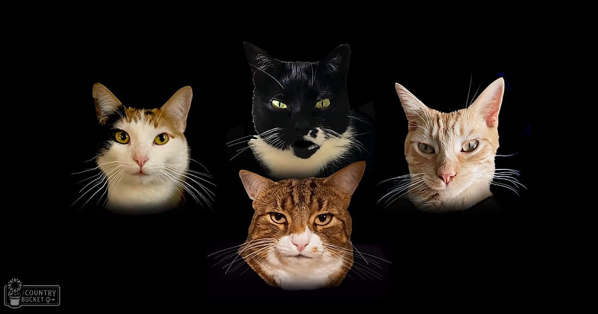 Four cats with distinct coat patterns against a dark background, illuminated by dramatic lighting.