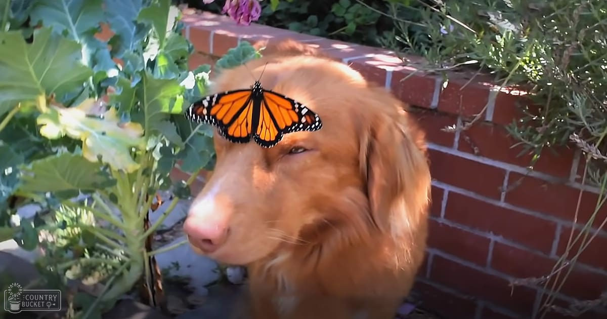 A golden retriever or similar breed dog with a butterfly on its head, outdoors near a brick wall with greenery in the background.