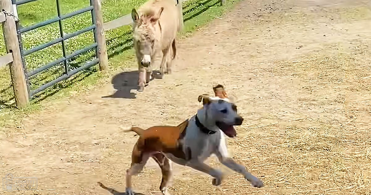 A mixed-breed dog in a rural outdoor setting runs near a donkey with light brown coat and darker markings; season appears to be spring or summer, midday daylight illuminates the scene.