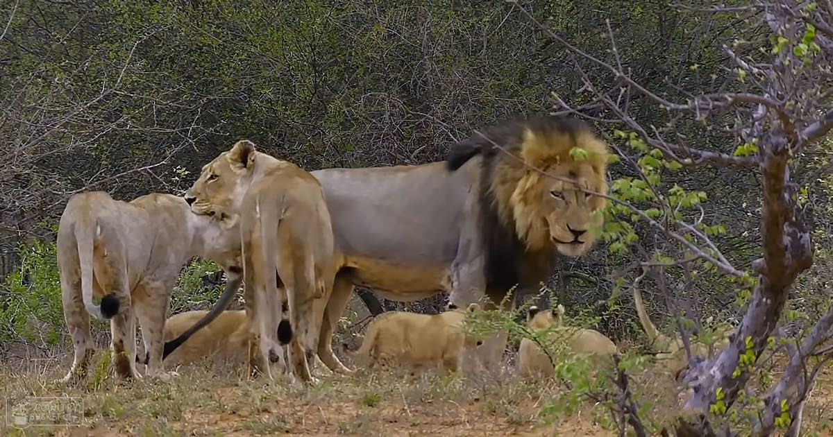 Two adult lionesses with several cubs in a lush green natural habitat during spring or summer, with soft evening light casting gentle shadows.