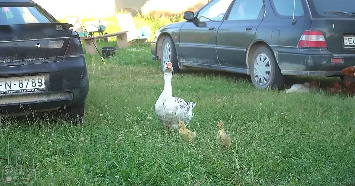 A white goose with black speckles and an orange beak, accompanied by two yellowish-golden goslings in a grassy area near parked cars.