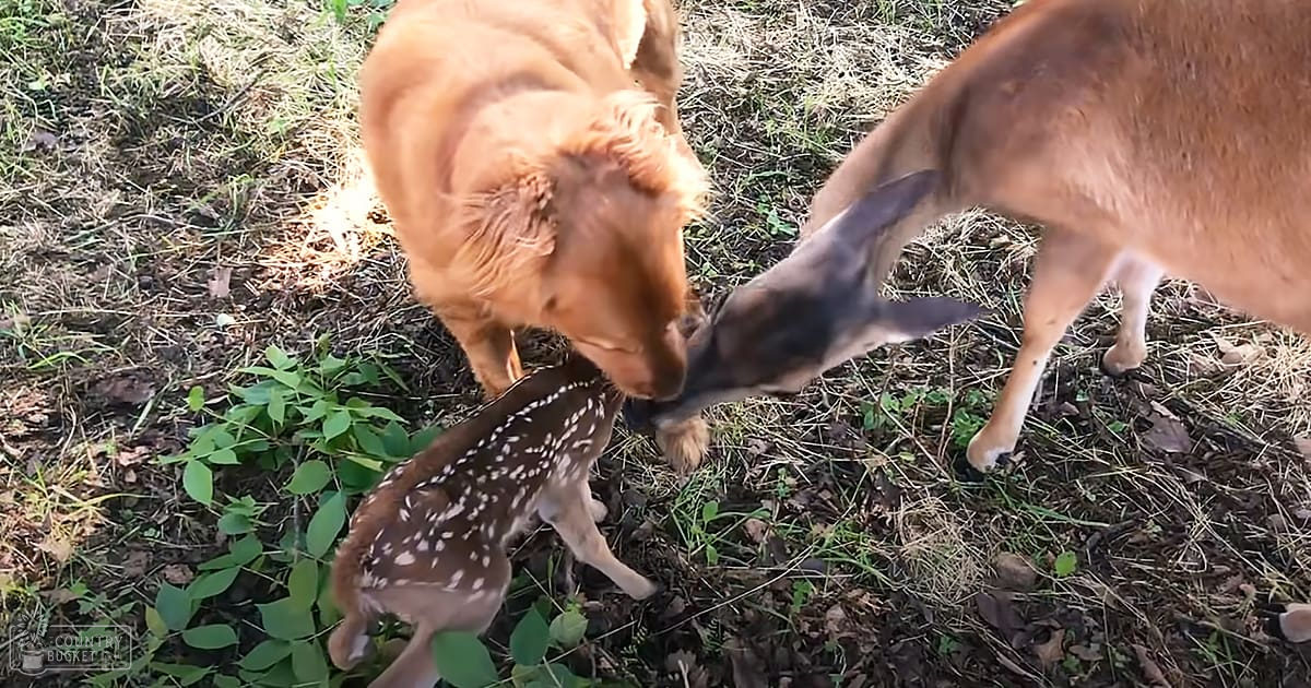 Deer Family with Golden Retriever