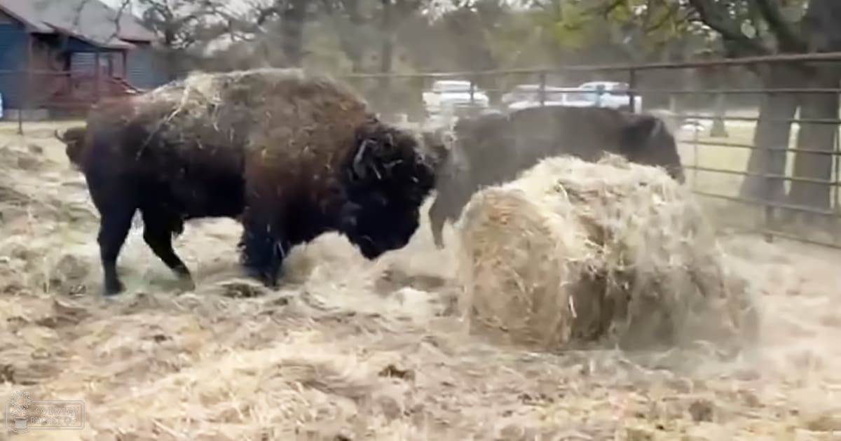 Two adult bison interacting with hay in a fenced enclosure at a zoo or wildlife park during late autumn or winter under natural diffused sunlight.