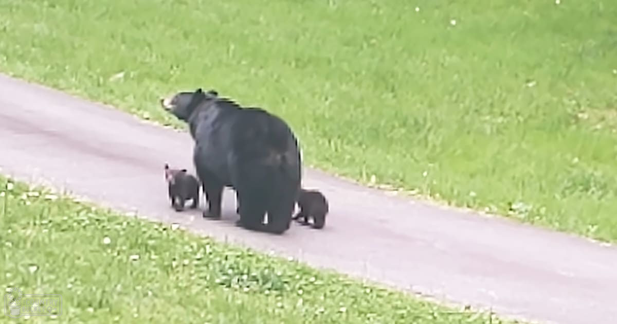 Momma bear and cubs