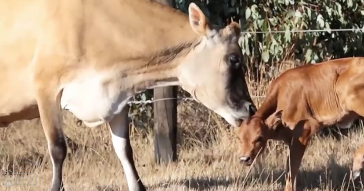 A cow with a calf in an outdoor rural setting with dry grass and greenery.