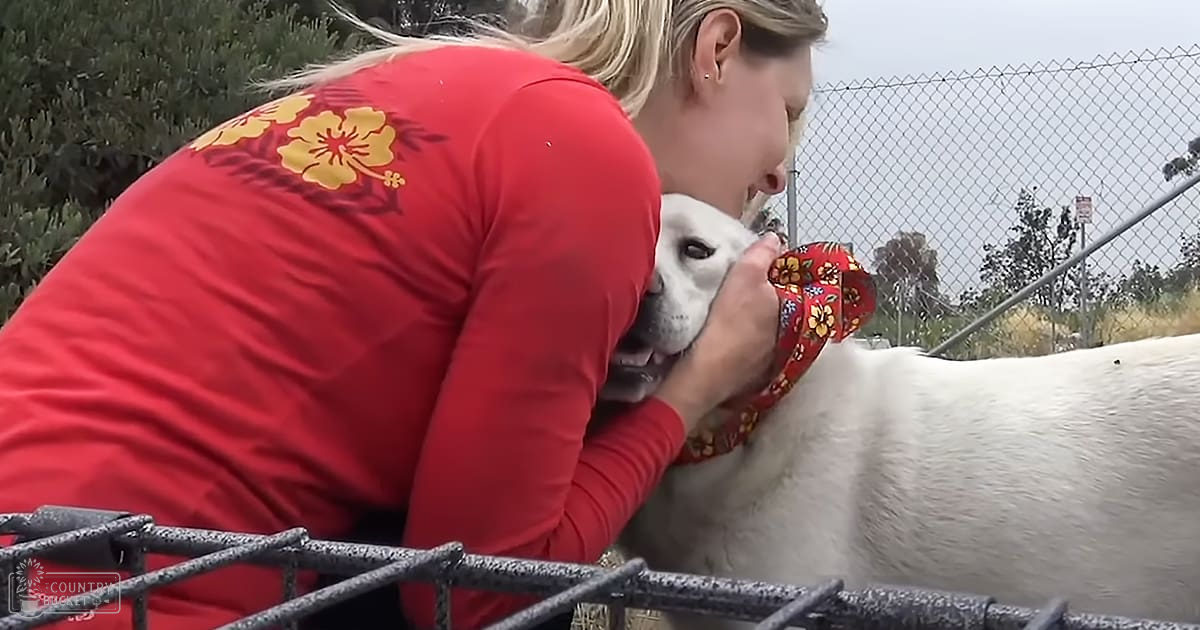 Stray Labrador