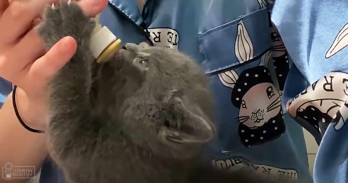 A chinchilla being bottle-fed by a child in an indoor setting, possibly at a veterinary clinic.
