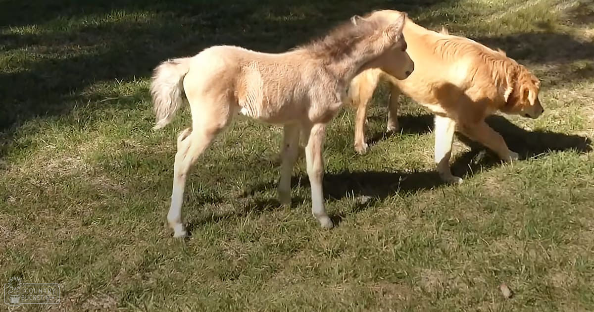 A young foal with a light brown coat walks alongside an adult golden retriever dog on a grassy outdoor area under sunlight, suggesting late afternoon.