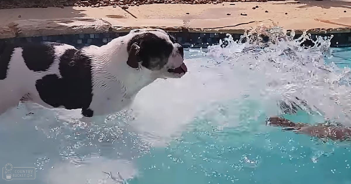 A medium to large-sized Pointer or similar breed with black and white fur, swimming in a residential pool on a sunny day.