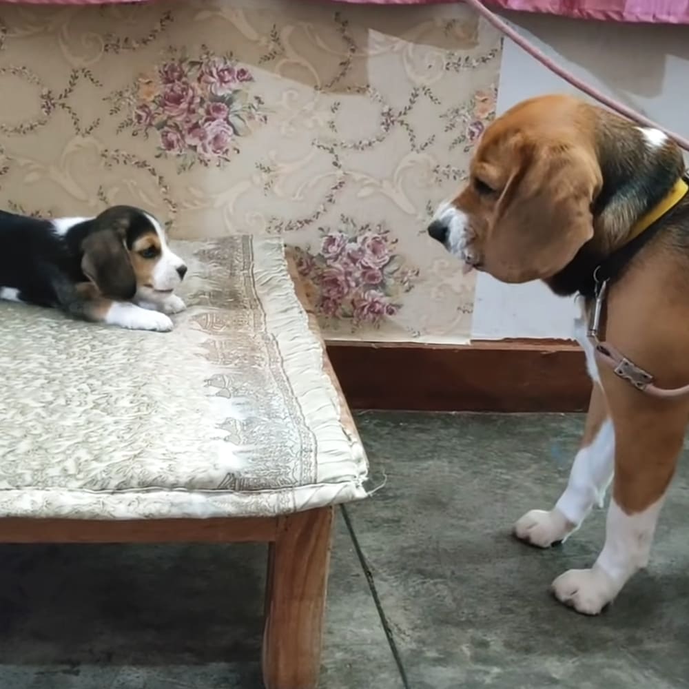 A young Beagle puppy with brown, black, white, and tan markings in a home setting during daytime.