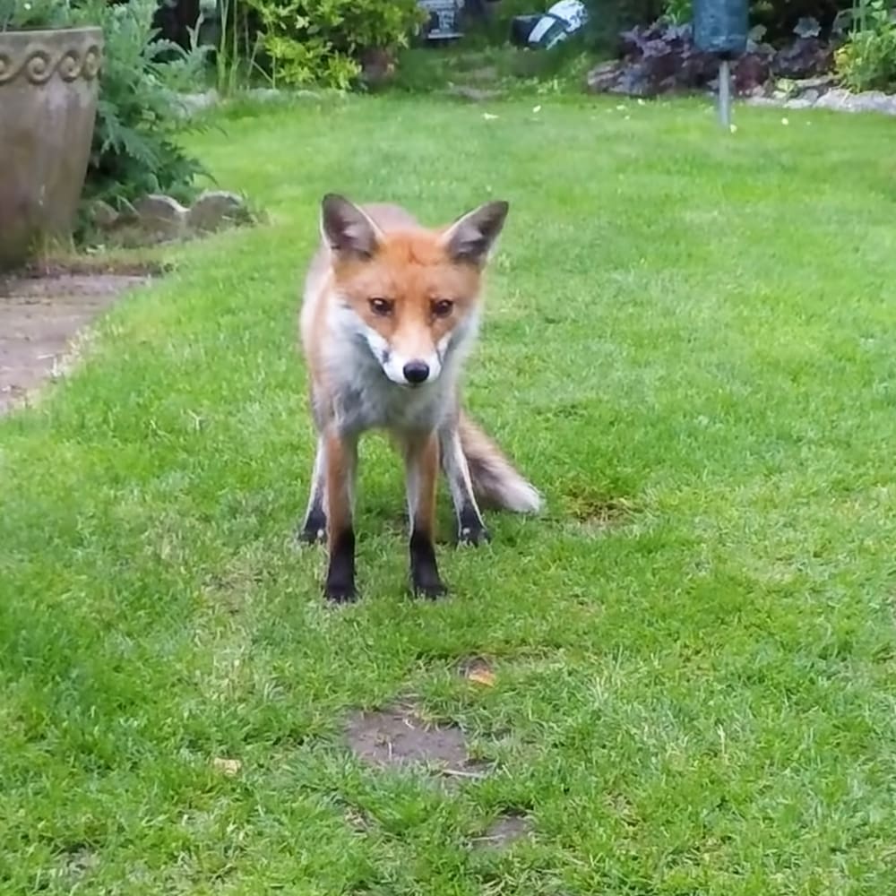 Fox in a garden