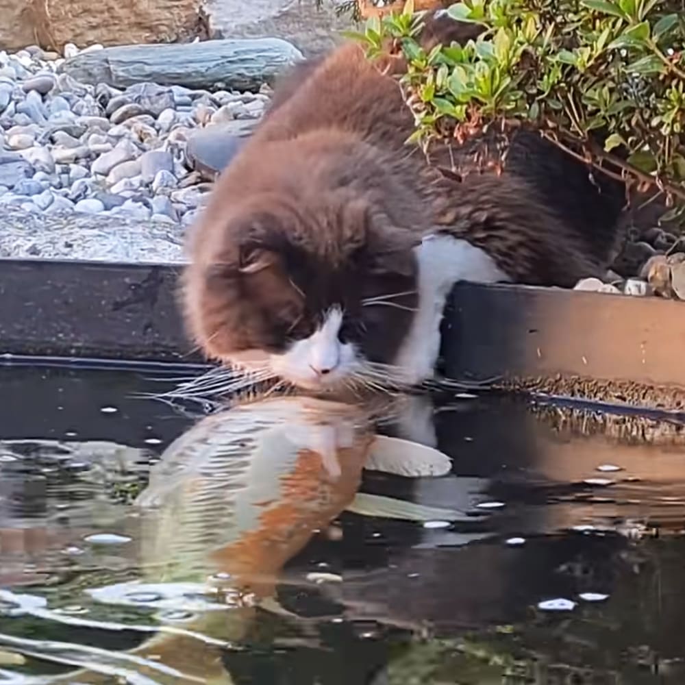 A tabby cat with brown and black fur, white markings around its mouth and chest, holds an orange and white fish in a garden or pond setting with rocks, plants, and clear daylight.