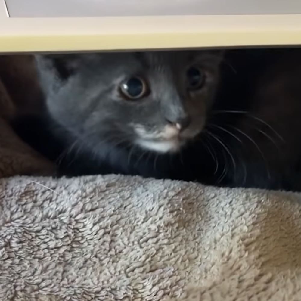 A young gray kitten with blue eyes indoors on a beige surface, possibly a bed or couch.