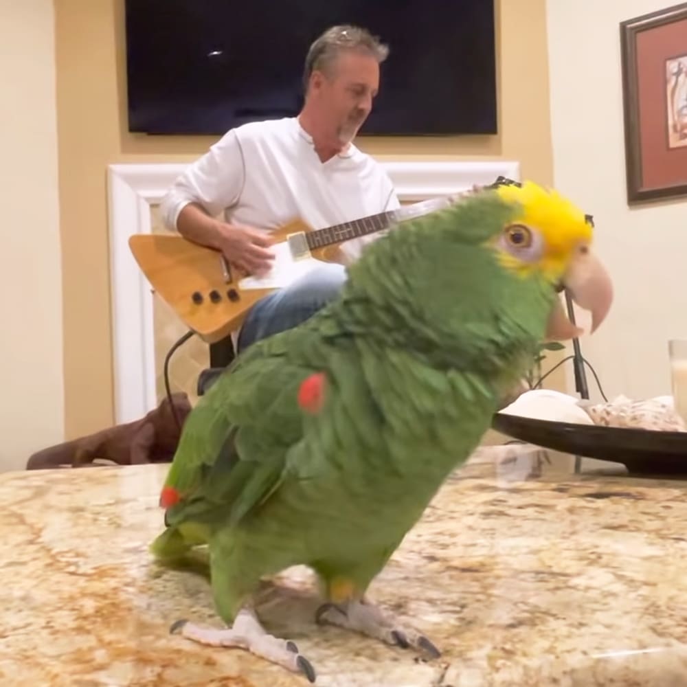 An adult male singer wearing a white long-sleeved shirt, blue jeans, playing a guitar in an indoor home setting with beige walls and framed pictures on the wall.