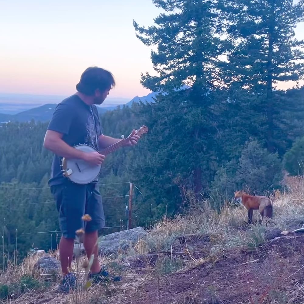 A young adult male playing a banjo in an outdoor setting with red fox nearby under soft natural light.